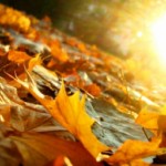 autumn_leaves-437x277