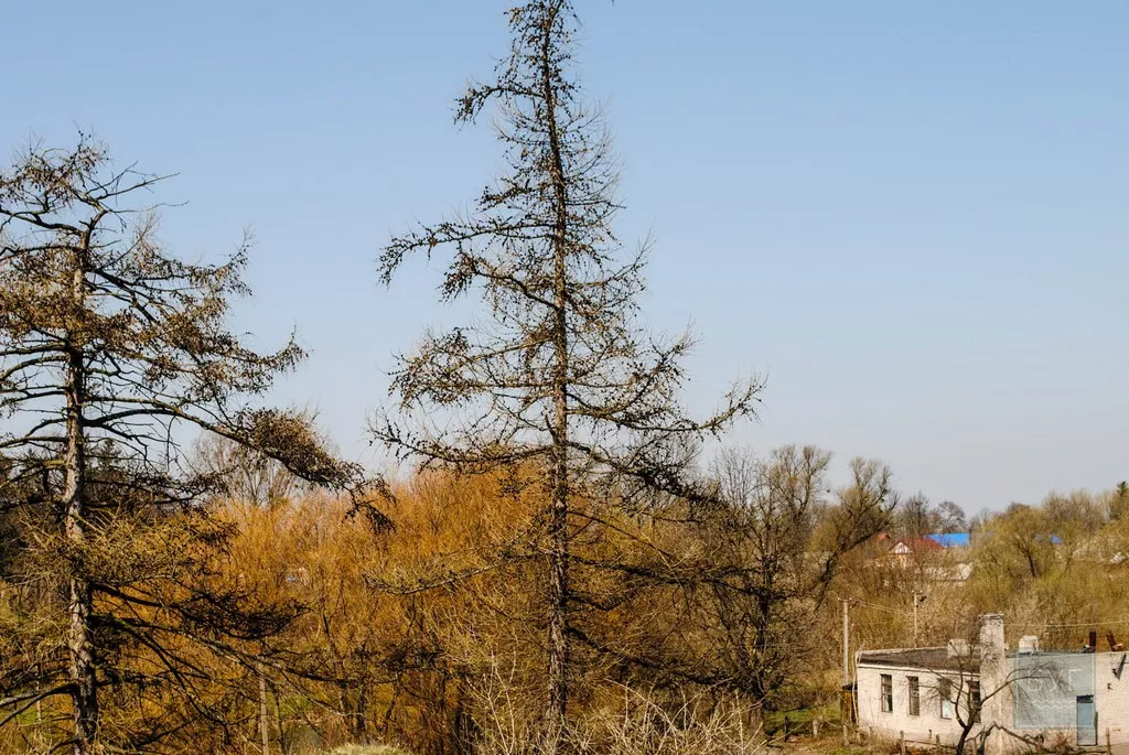 Нікому не потрібні пам'ятки світового значення. Сімейна подорож у світ князів Радзивіллів 45 DSC_0298