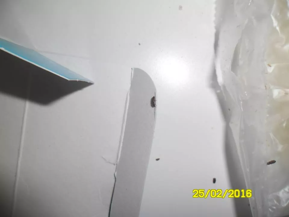 12718162_1554737081520029_5924933553332054840_n