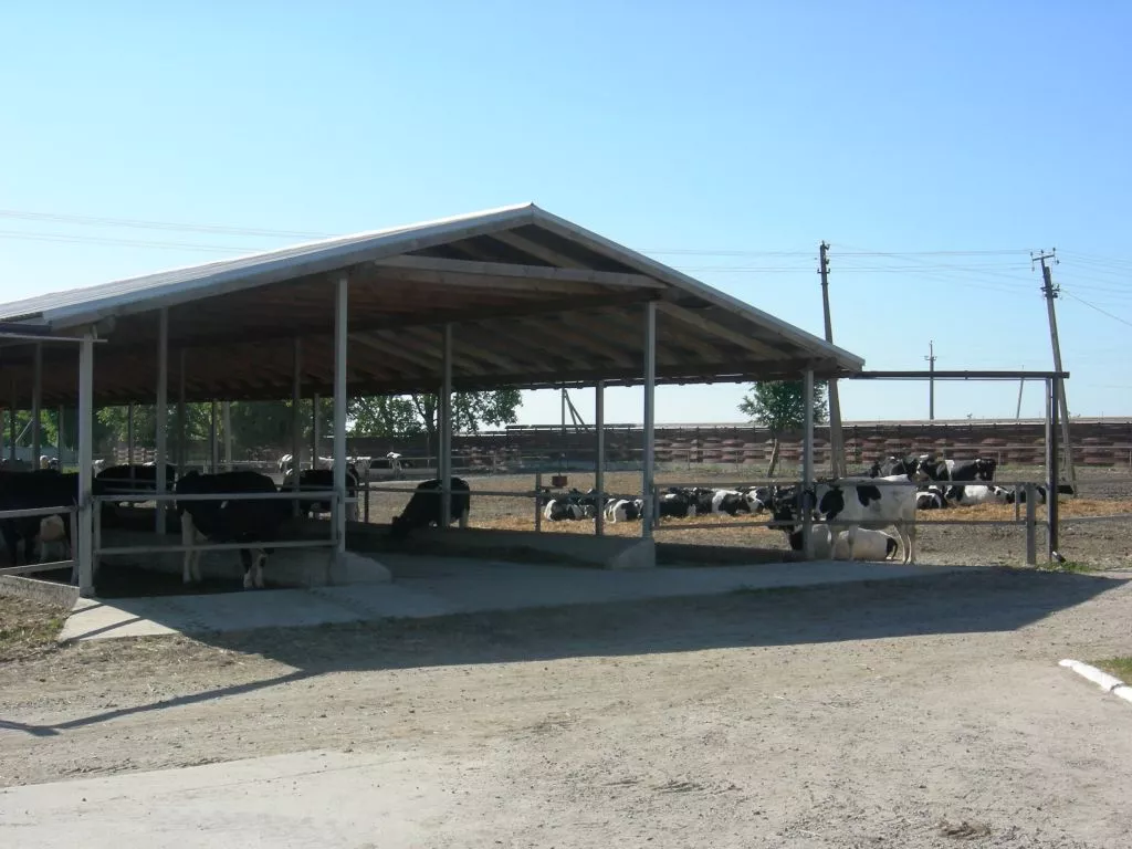 ТОВ «Старий Порицьк» відкрило органічну сироварню в Іваничівському районі 6 530_DSCN1585