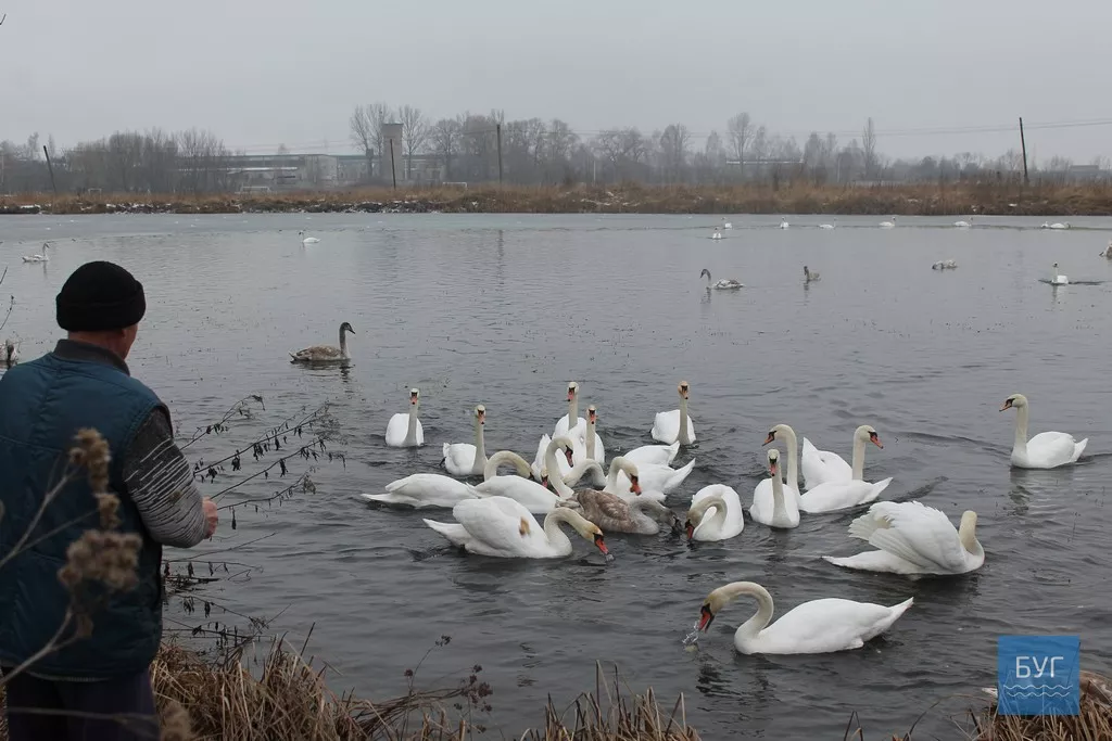 На Татарці в Іваничах зимують лебеді 2