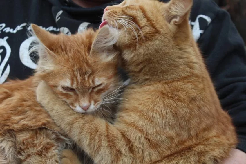 Бійці 14-ої бригади показали улюбленців 3