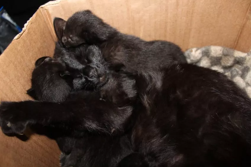 Бійці 14-ої бригади показали улюбленців 2