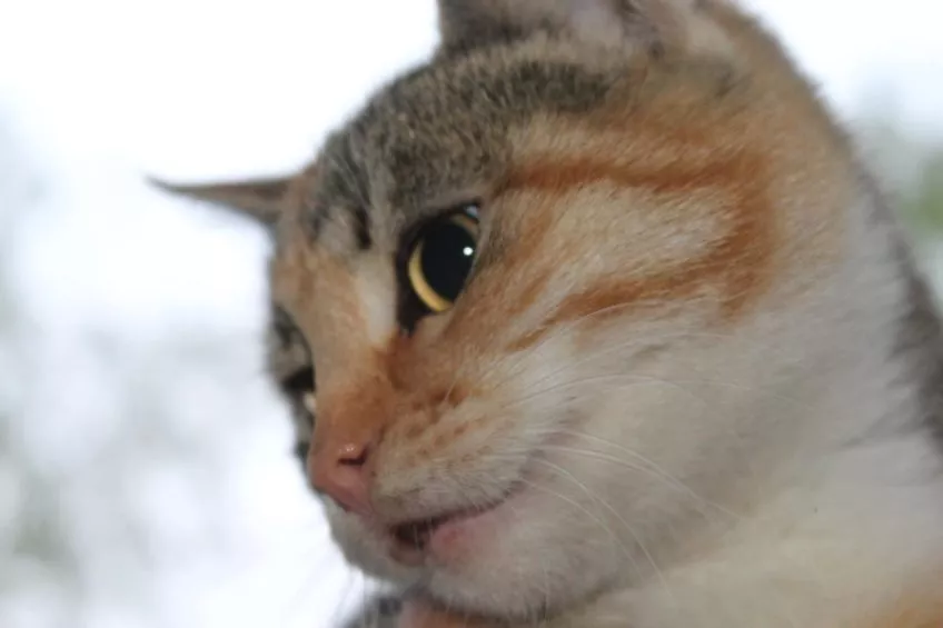 Бійці 14-ої бригади показали улюбленців 1