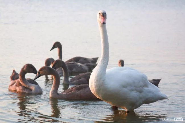 Заворожуючі фото Великого Згоранського озера 4