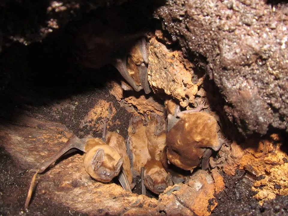 У Володимирі-Волинському відбулася "спецоперація" по порятунку кажанів 5