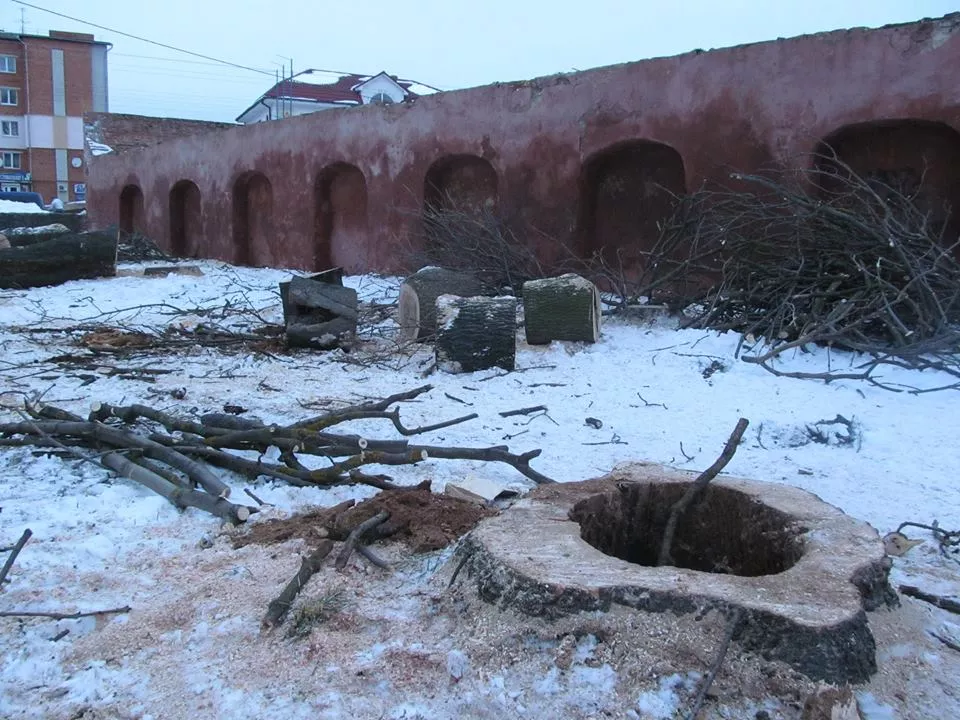У Володимирі-Волинському відбулася "спецоперація" по порятунку кажанів 6