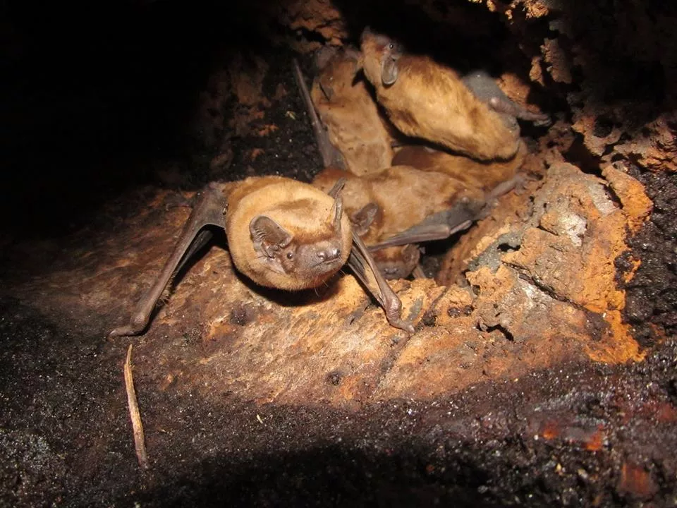 У Володимирі-Волинському відбулася "спецоперація" по порятунку кажанів 4