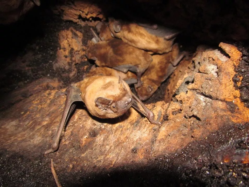 У Володимирі-Волинському відбулася "спецоперація" по порятунку кажанів 7
