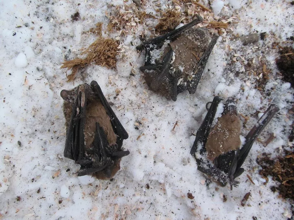 У Володимирі-Волинському відбулася "спецоперація" по порятунку кажанів 3