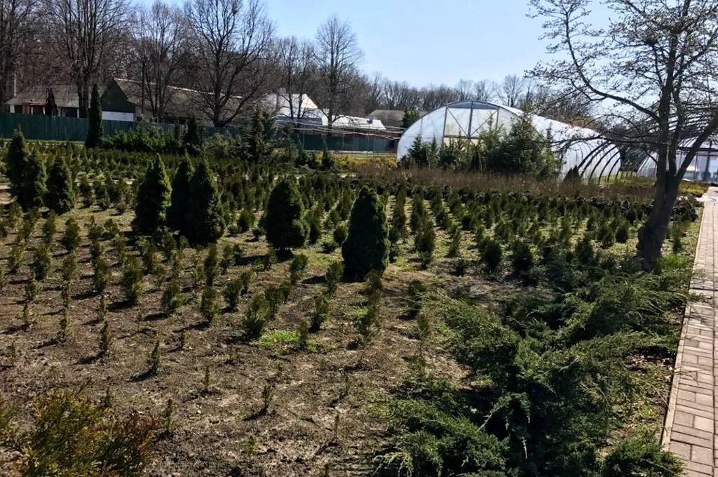 Кілька сотень дерев висадили у Володимирі-Волинському 23