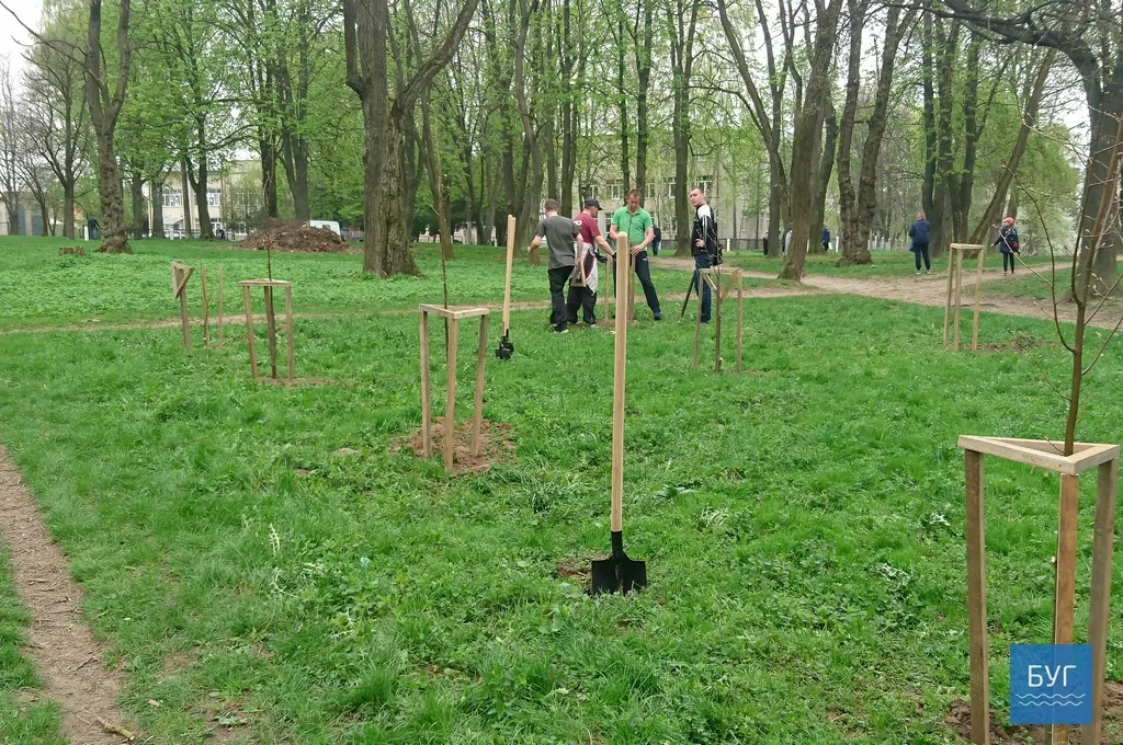 Кілька сотень дерев висадили у Володимирі-Волинському 10