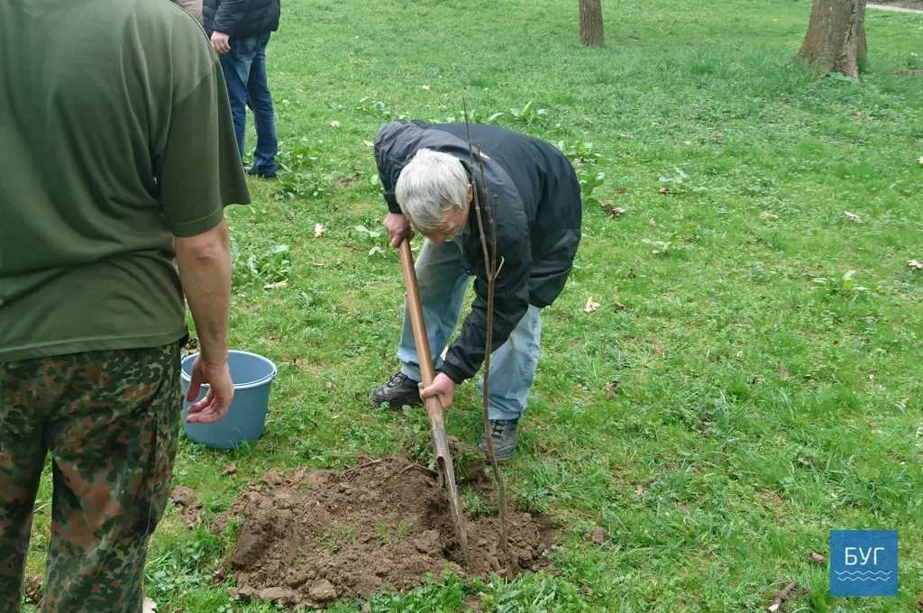 Кілька сотень дерев висадили у Володимирі-Волинському 14
