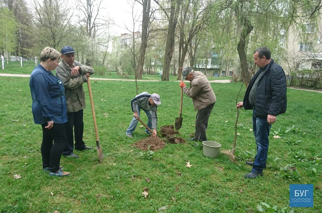 Кілька сотень дерев висадили у Володимирі-Волинському 15