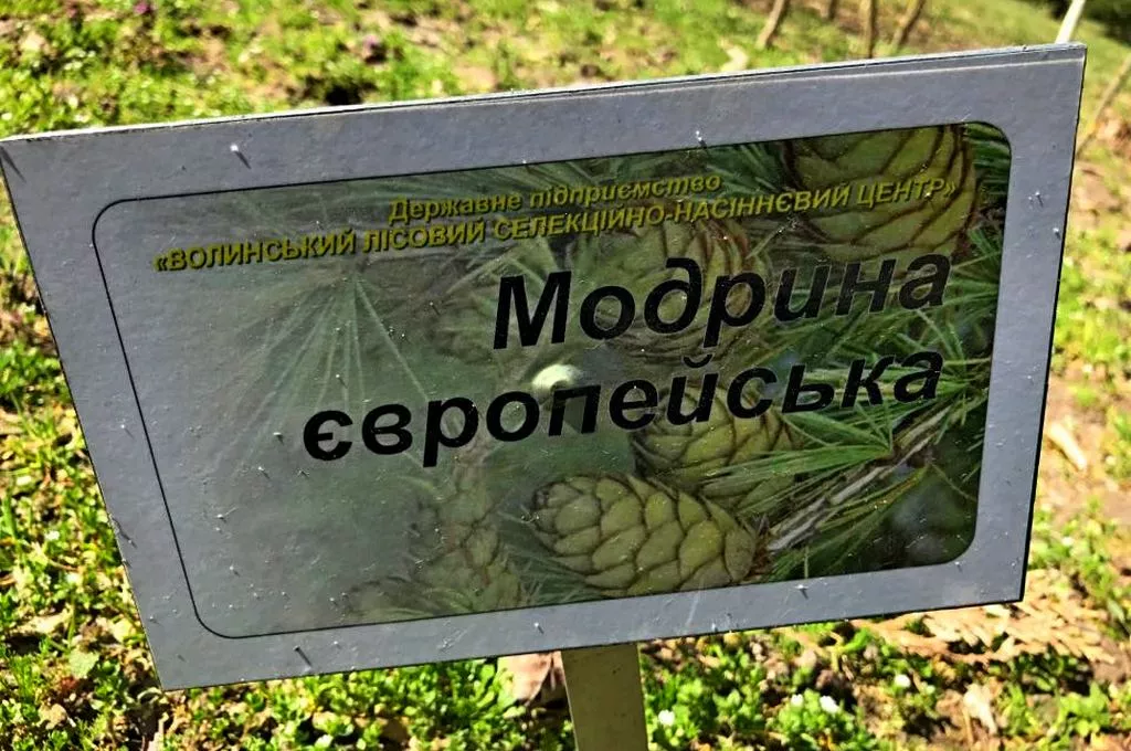 Кілька сотень дерев висадили у Володимирі-Волинському 24