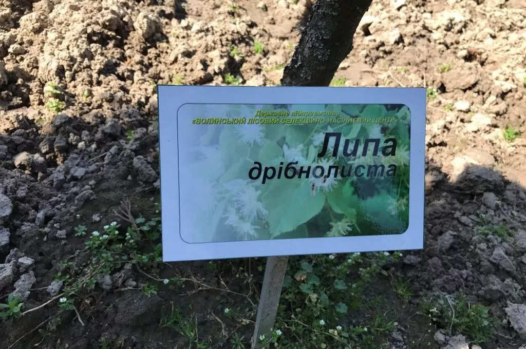 Кілька сотень дерев висадили у Володимирі-Волинському 25