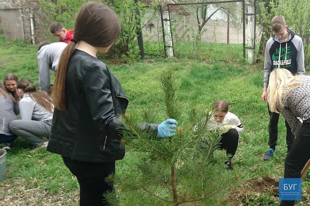 Кілька сотень дерев висадили у Володимирі-Волинському 4