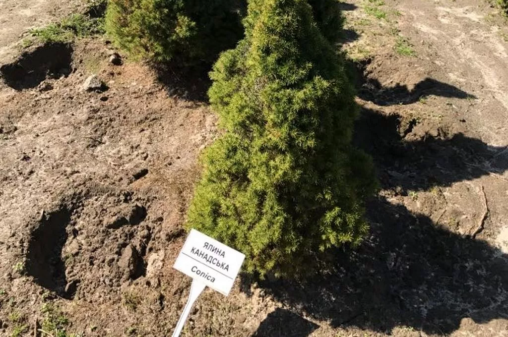 Кілька сотень дерев висадили у Володимирі-Волинському 27