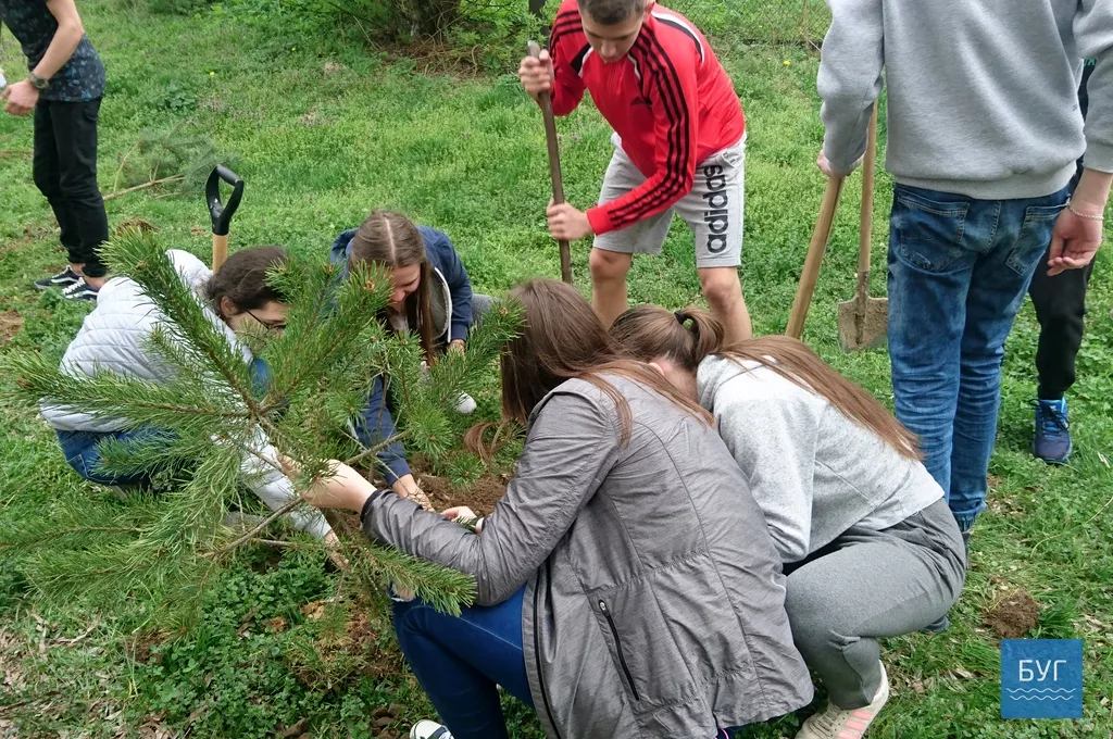 Кілька сотень дерев висадили у Володимирі-Волинському 6