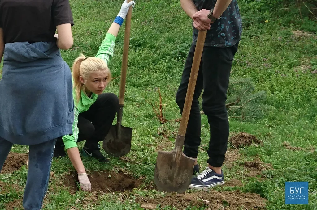Кілька сотень дерев висадили у Володимирі-Волинському 7