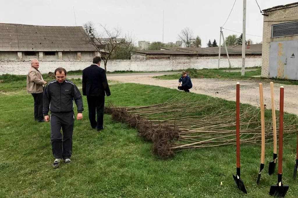 Кілька сотень дерев висадили у Володимирі-Волинському 29