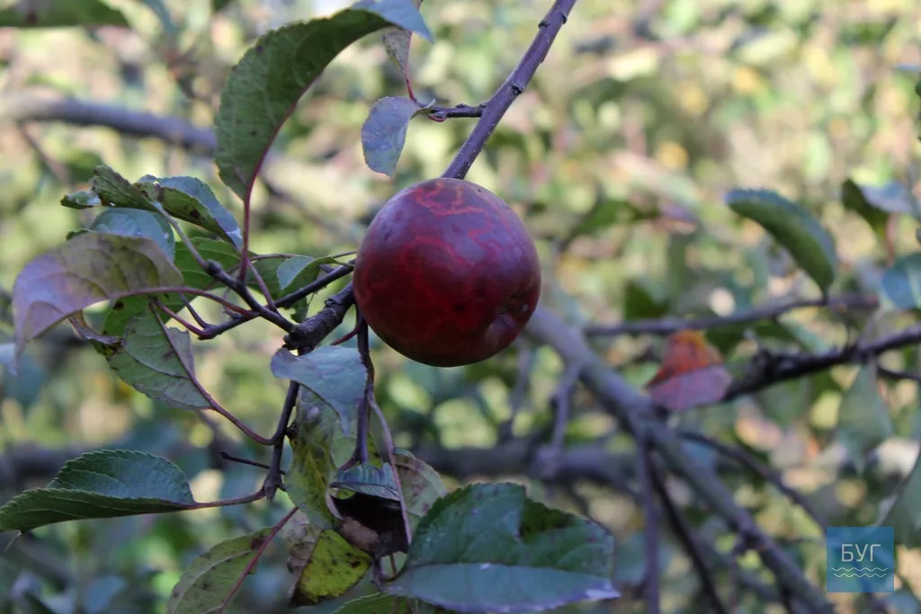 Безлюдне село Оваднівської ОТГ - Гевин 14