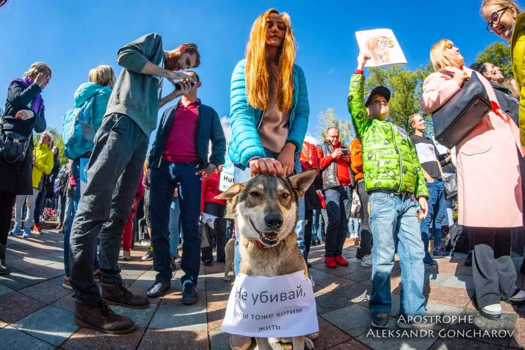 У Києві пройшов масштабний марш за права тварин 5