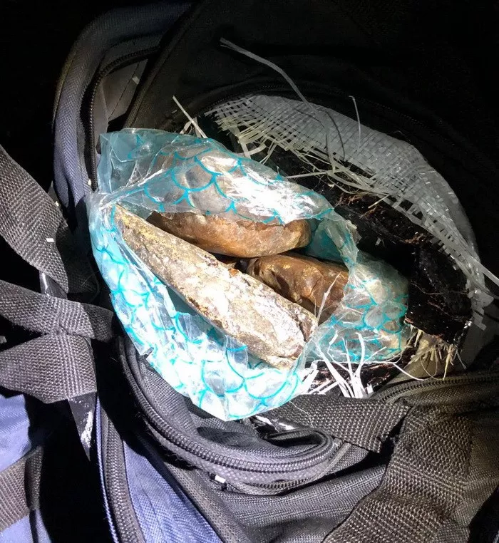 На Закарпатті до ЄС намагалися переправити бурштин на суму близько $1 млн 4