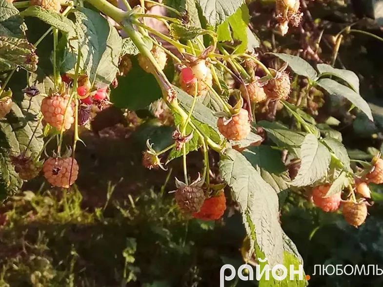 На Любомльщині в листопаді збирають малину та полуницю 2