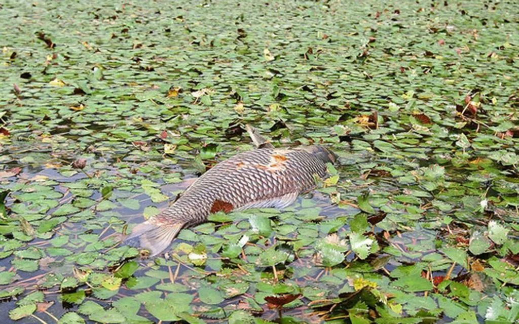 Екологічні проблеми України: як з ними боротися 18