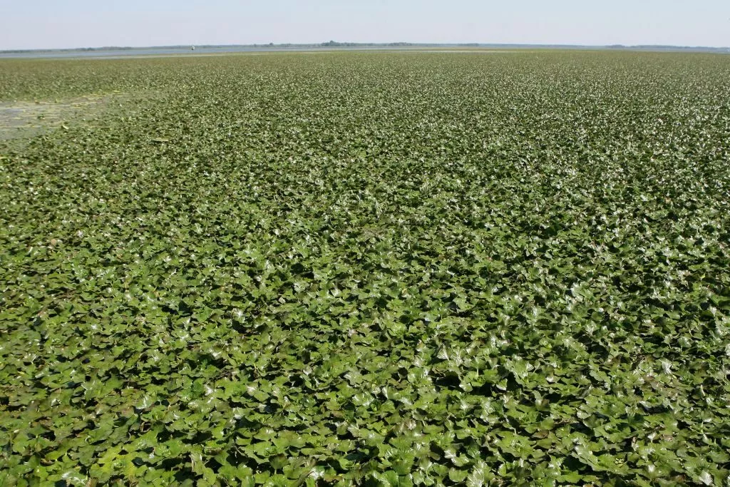 Екологічні проблеми України: як з ними боротися 19