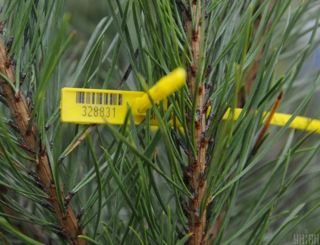 Ялинка на Новий рік 2020: яку обрати і як прикрасити 2