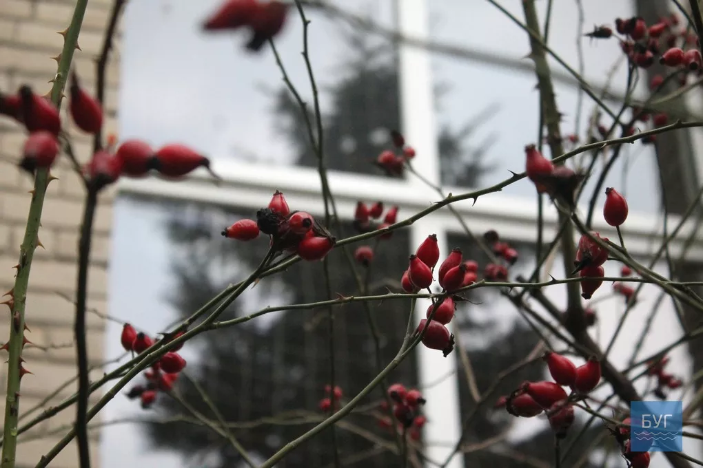 12-те грудня: де досі цвітуть нагідки та братики у Володимирі-Волинському 18