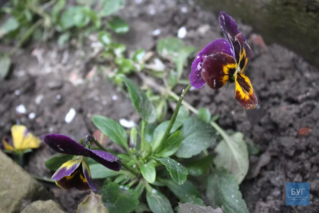 12-те грудня: де досі цвітуть нагідки та братики у Володимирі-Волинському 11