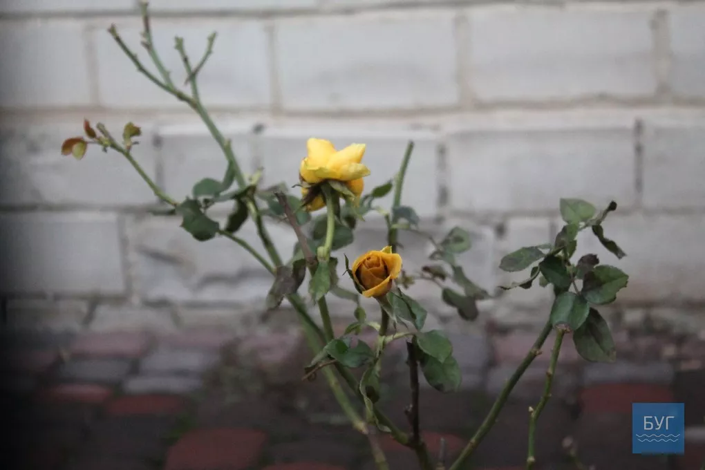 12-те грудня: де досі цвітуть нагідки та братики у Володимирі-Волинському 12