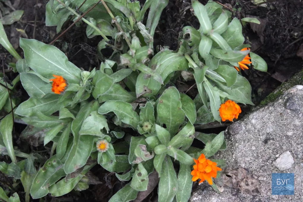 12-те грудня: де досі цвітуть нагідки та братики у Володимирі-Волинському 14