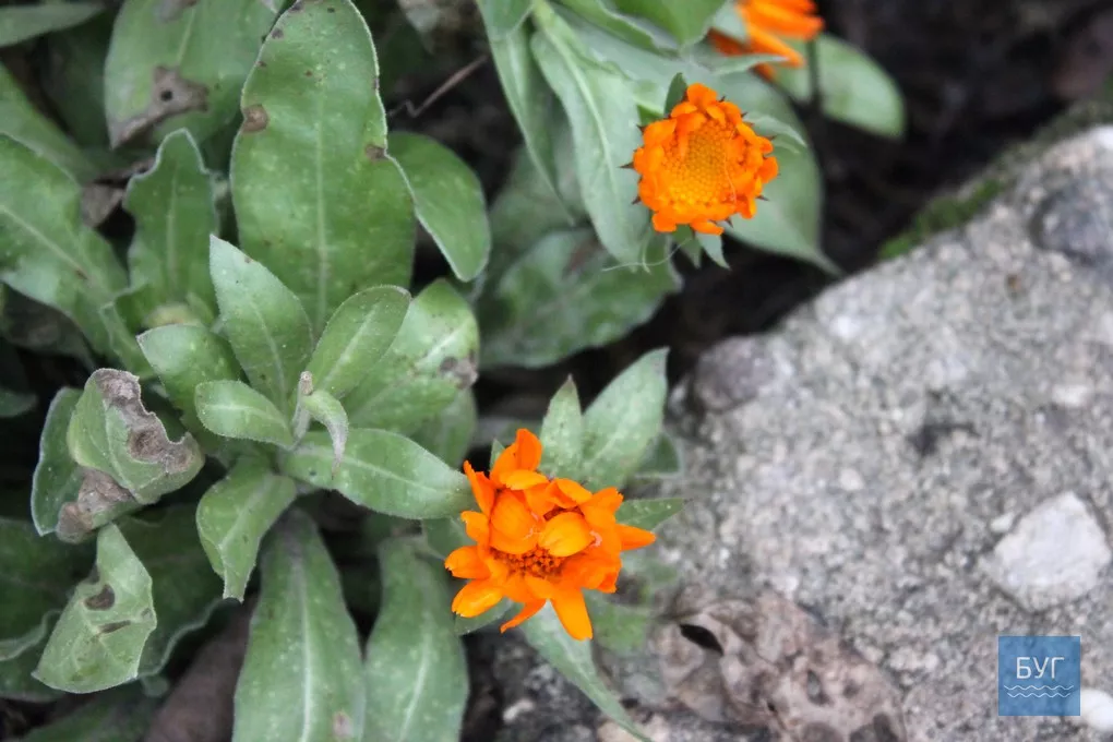 12-те грудня: де досі цвітуть нагідки та братики у Володимирі-Волинському 15