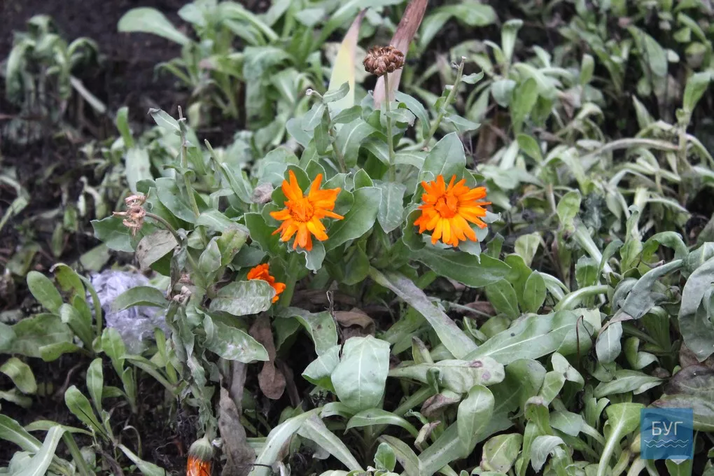 12-те грудня: де досі цвітуть нагідки та братики у Володимирі-Волинському 16