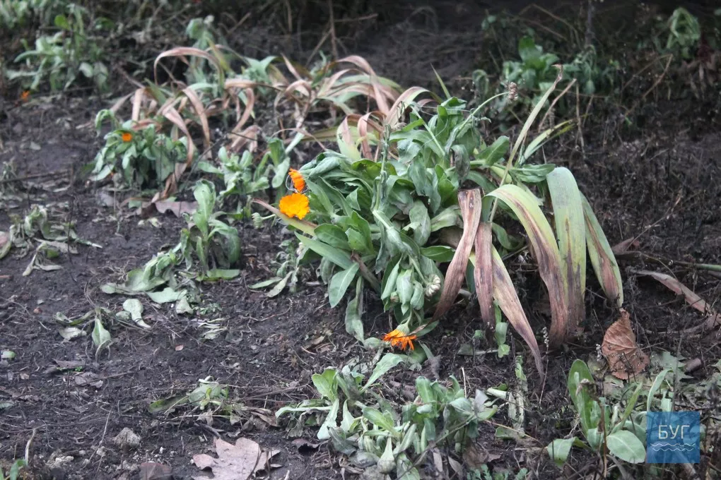 12-те грудня: де досі цвітуть нагідки та братики у Володимирі-Волинському 17