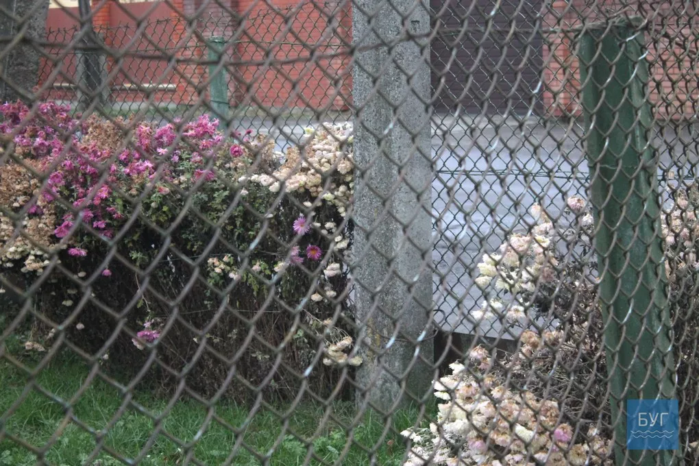 12-те грудня: де досі цвітуть нагідки та братики у Володимирі-Волинському 4