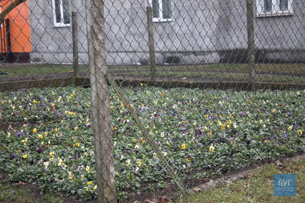 12-те грудня: де досі цвітуть нагідки та братики у Володимирі-Волинському 8