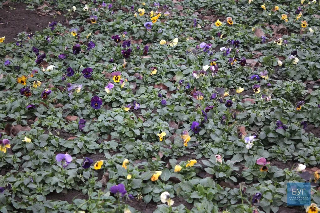 12-те грудня: де досі цвітуть нагідки та братики у Володимирі-Волинському 9