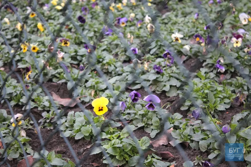 12-те грудня: де досі цвітуть нагідки та братики у Володимирі-Волинському 10
