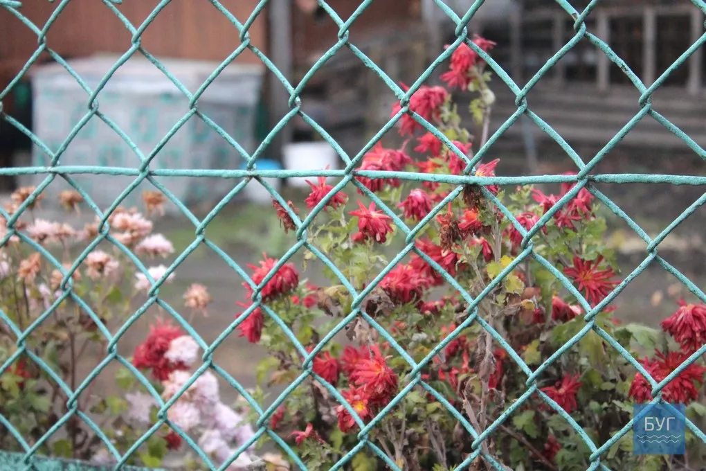 12-те грудня: де досі цвітуть нагідки та братики у Володимирі-Волинському 2