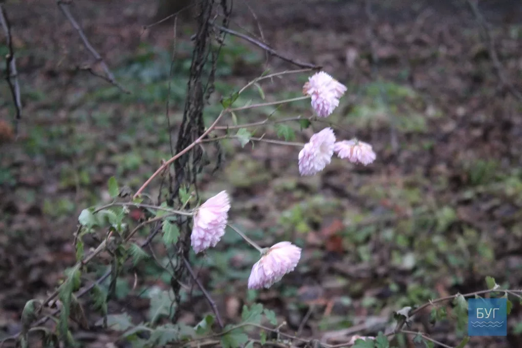 12-те грудня: де досі цвітуть нагідки та братики у Володимирі-Волинському 1