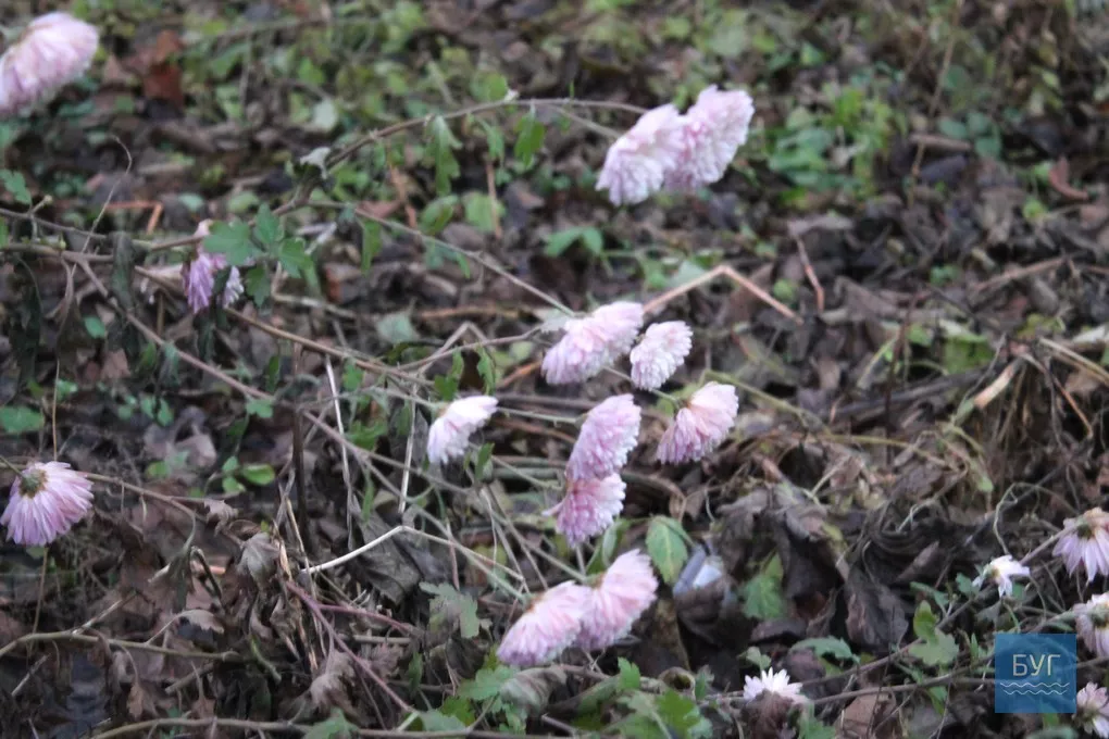 12-те грудня: де досі цвітуть нагідки та братики у Володимирі-Волинському 3