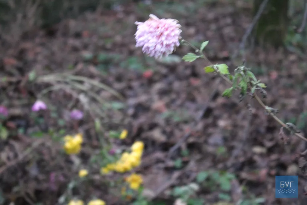 12-те грудня: де досі цвітуть нагідки та братики у Володимирі-Волинському 6