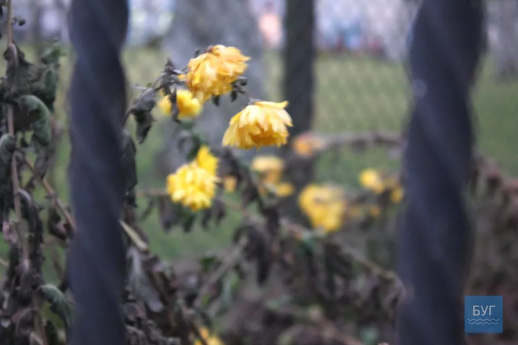 12-те грудня: де досі цвітуть нагідки та братики у Володимирі-Волинському 5