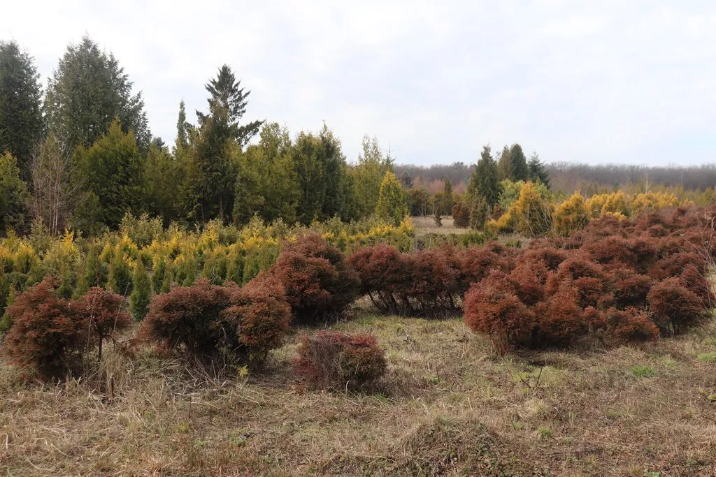 Модрина, липа, туя, катальпа: у Володимирі-Волинському висадять нові дерева 2