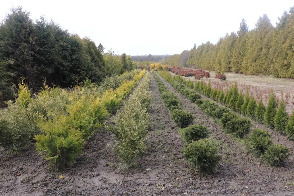 Модрина, липа, туя, катальпа: у Володимирі-Волинському висадять нові дерева 4